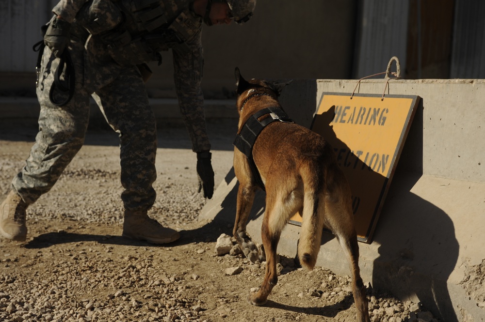 Working Dog Training at Forward Operating Base Echo