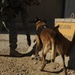 Working Dog Training at Forward Operating Base Echo