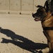 Working Dog Training at Forward Operating Base Echo