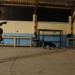 Working Dog Training at Forward Operating Base Echo