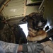 Working Dog Training at Forward Operating Base Echo
