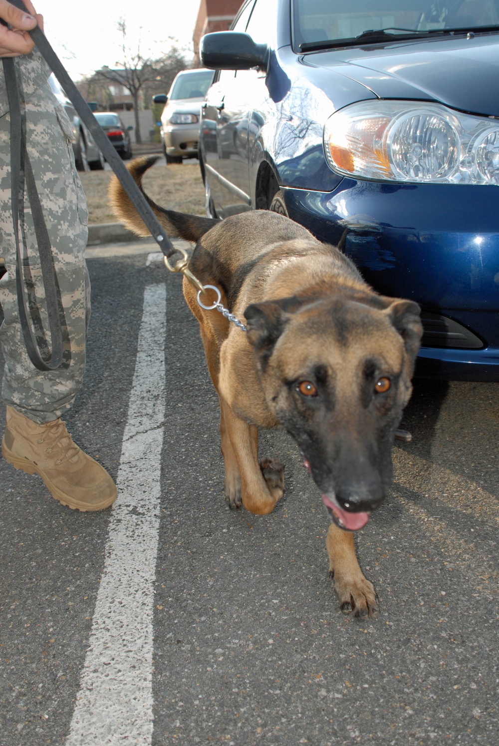 Military Police Dogs to Have Their Day As Part of Inauguration