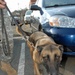 Military Police Dogs to Have Their Day As Part of Inauguration