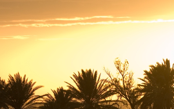 A dramatic sunset landscape featuring a row of palm trees silhouetted against a warm golden-orange sky. The foreground shows dense low vegetation or reeds, while the background reveals a distant watchtower or observation structure on the right side. The scene suggests an arid or semi-arid region, possibly the Middle East or North Africa.