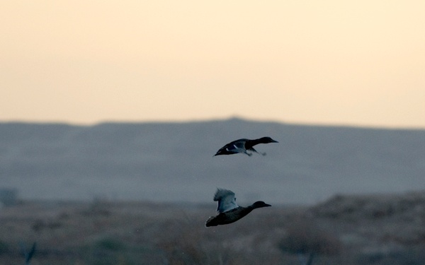 A group of five birds, likely ducks or waterfowl, are captured in flight over an open, arid landscape at dusk or dawn. The warm, muted orange-yellow sky in the background suggests twilight lighting conditions. A fence line, sparse shrubby vegetation, and distant structures or hills are visible in the background.