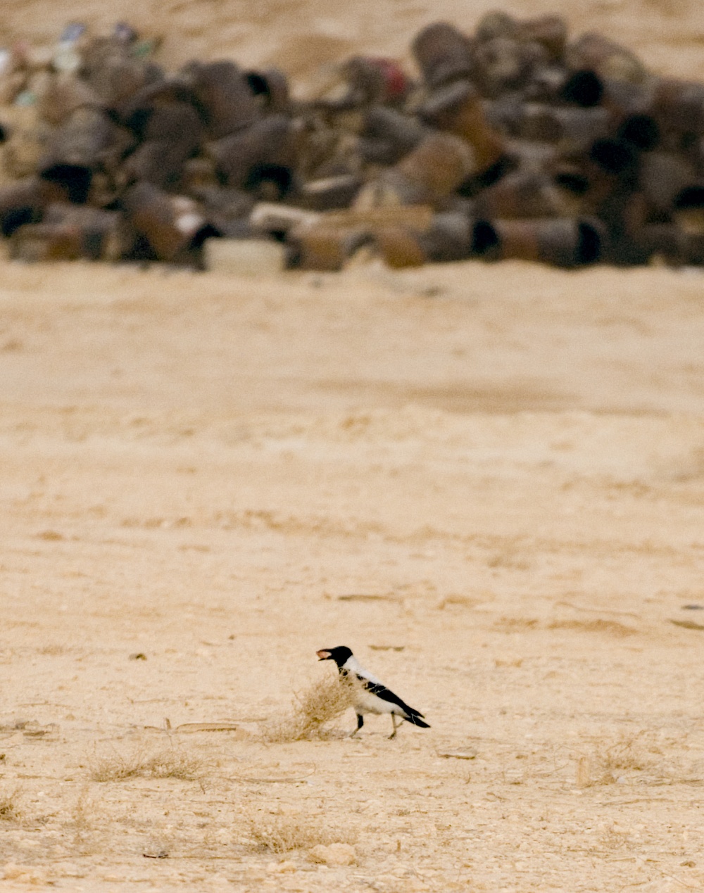 Ohio Guardsman, Nature Iraq partner to preserve environment