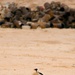 Ohio Guardsman, Nature Iraq partner to preserve environment