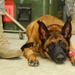 386th and Army Team Up to Keep Working Dog in the Fight