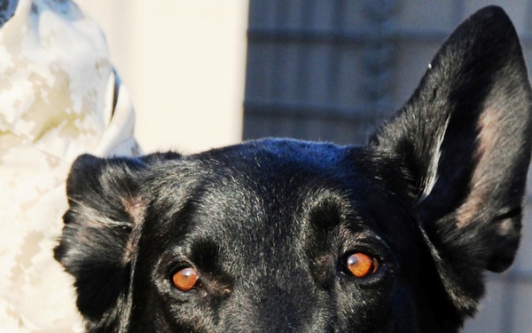 From man's best friend to service member?s best friend - K9s help accomplish mission in Iraq