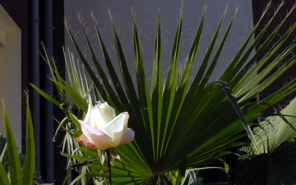 Resilience in the Kurdistan Region of Iraq