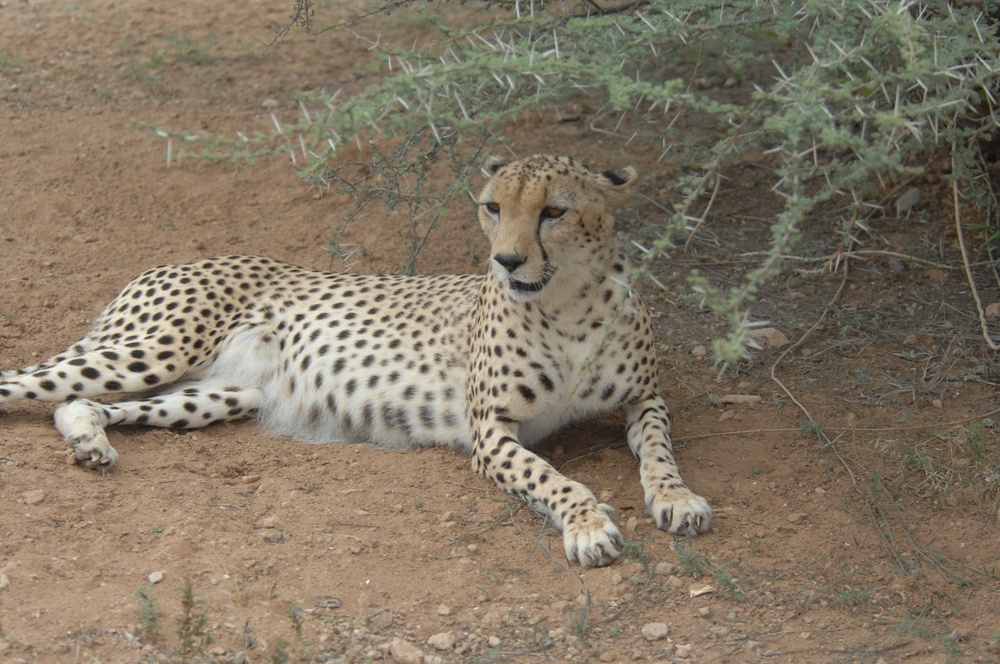 Cheetah in the shade