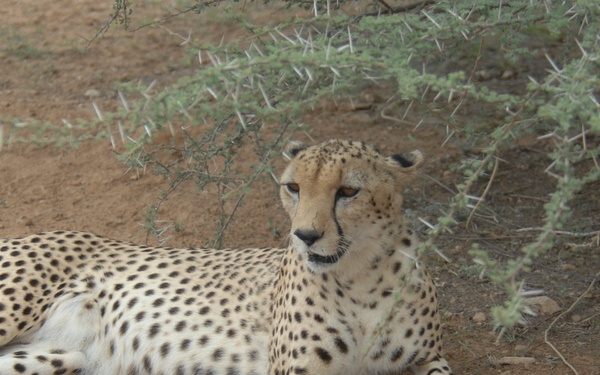Cheetah in the shade