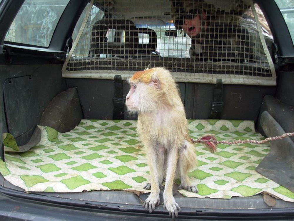 Silver Lions find monkey in trunk during Operation Trunk Monkey