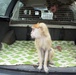 Silver Lions find monkey in trunk during Operation Trunk Monkey