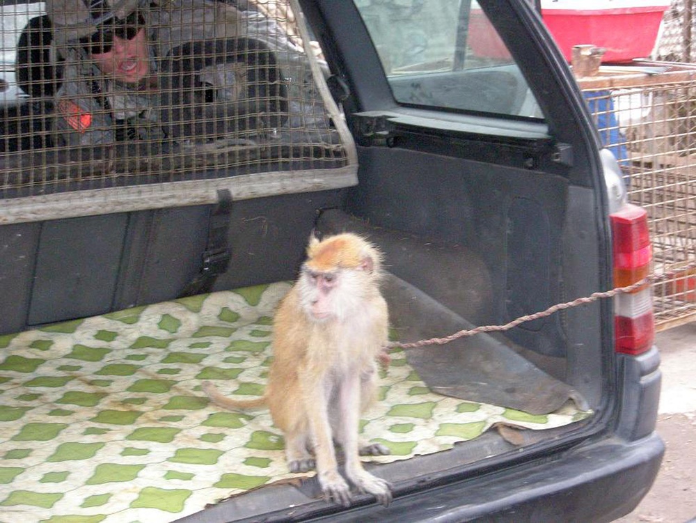 Silver Lions find monkey in trunk during Operation Trunk Monkey