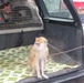 Silver Lions find monkey in trunk during Operation Trunk Monkey