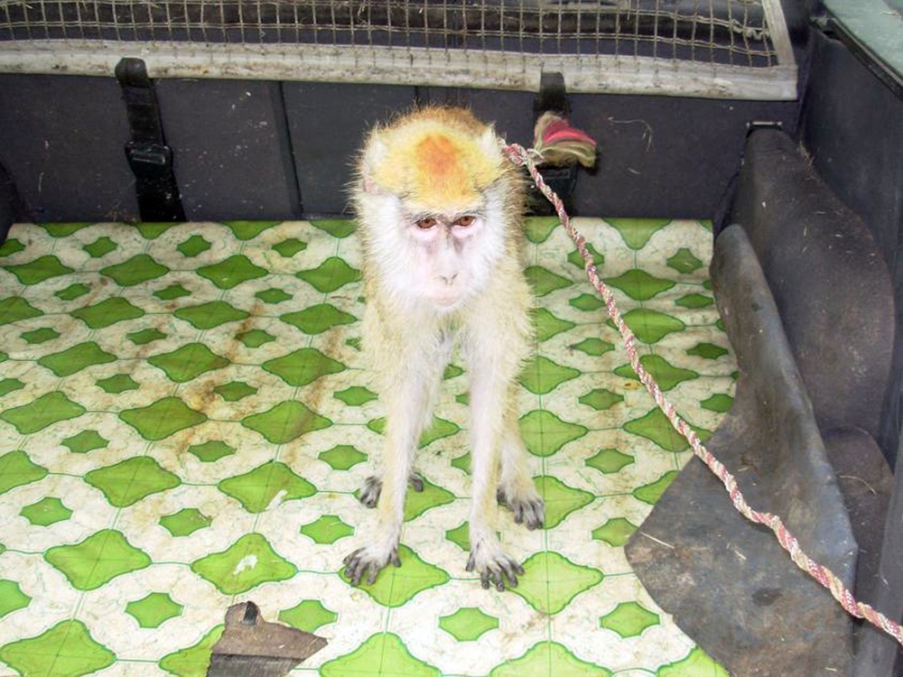 Silver Lions find monkey in trunk during Operation Trunk Monkey