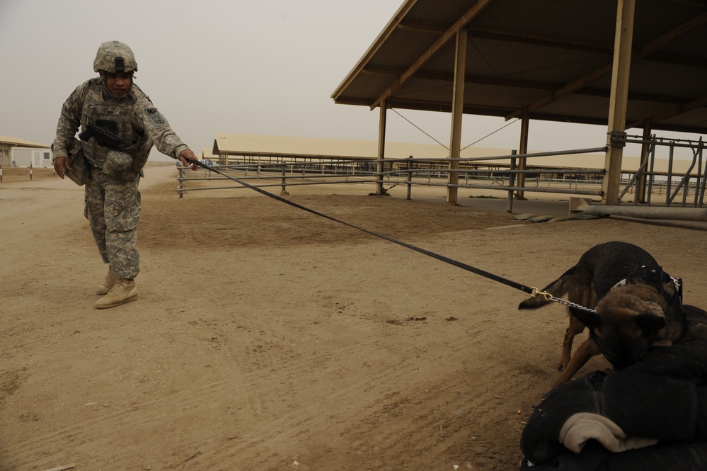 Military working dog demo at Diwaniyah police academy