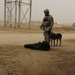 Military working dog demo at Diwaniyah police academy