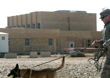 Army Training: For the Dogs