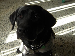 The other working dogs of Iraq