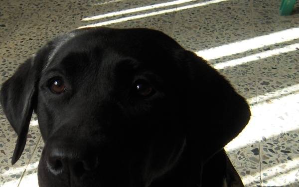 The other working dogs of Iraq