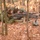 Canadian Forces Training of Fort Pickett