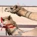 Troops Attend Qatar Camel Races