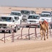 Troops Attend Qatar Camel Races