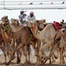 Troops Attend Qatar Camel Races