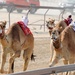 Troops Attend Qatar Camel Races