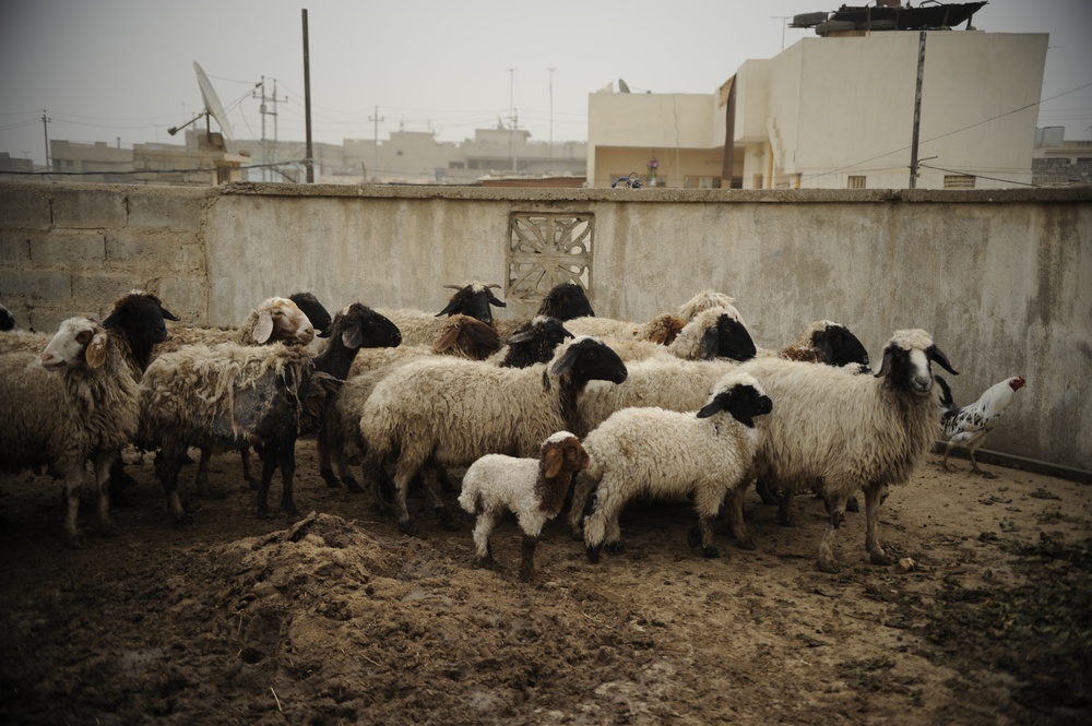 Patrol in the Zinjali neighborhood of Mosul