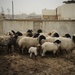 Patrol in the Zinjali neighborhood of Mosul