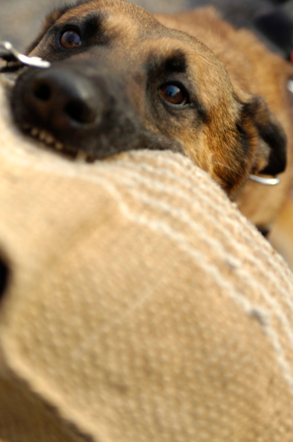 Man's best friend, a Soldier's 'battle buddy'