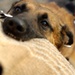 Man's best friend, a Soldier's 'battle buddy'