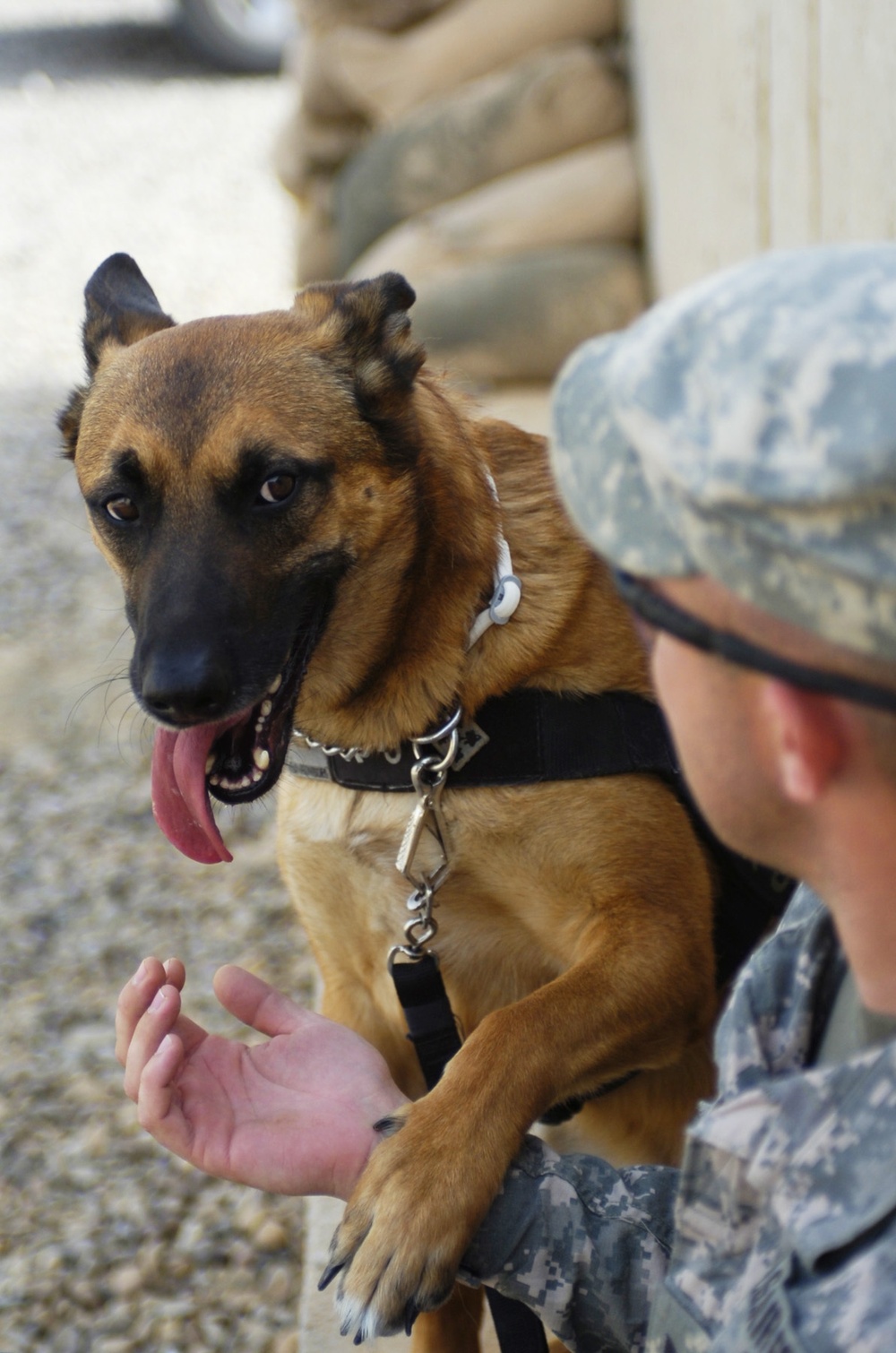 Man's best friend, a Soldier's 'battle buddy'