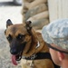 Man's best friend, a Soldier's 'battle buddy'