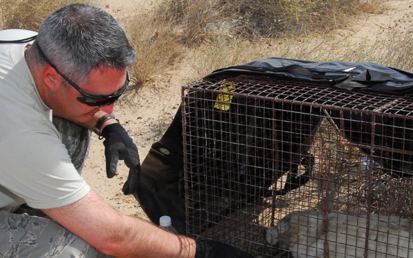 Routine Foreign Object Debris Walk Recovers Puppies