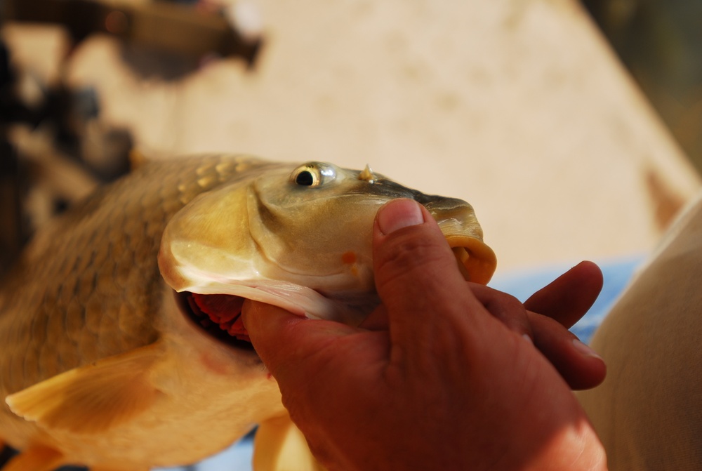 Professional Anglers Host Fishing Tournament