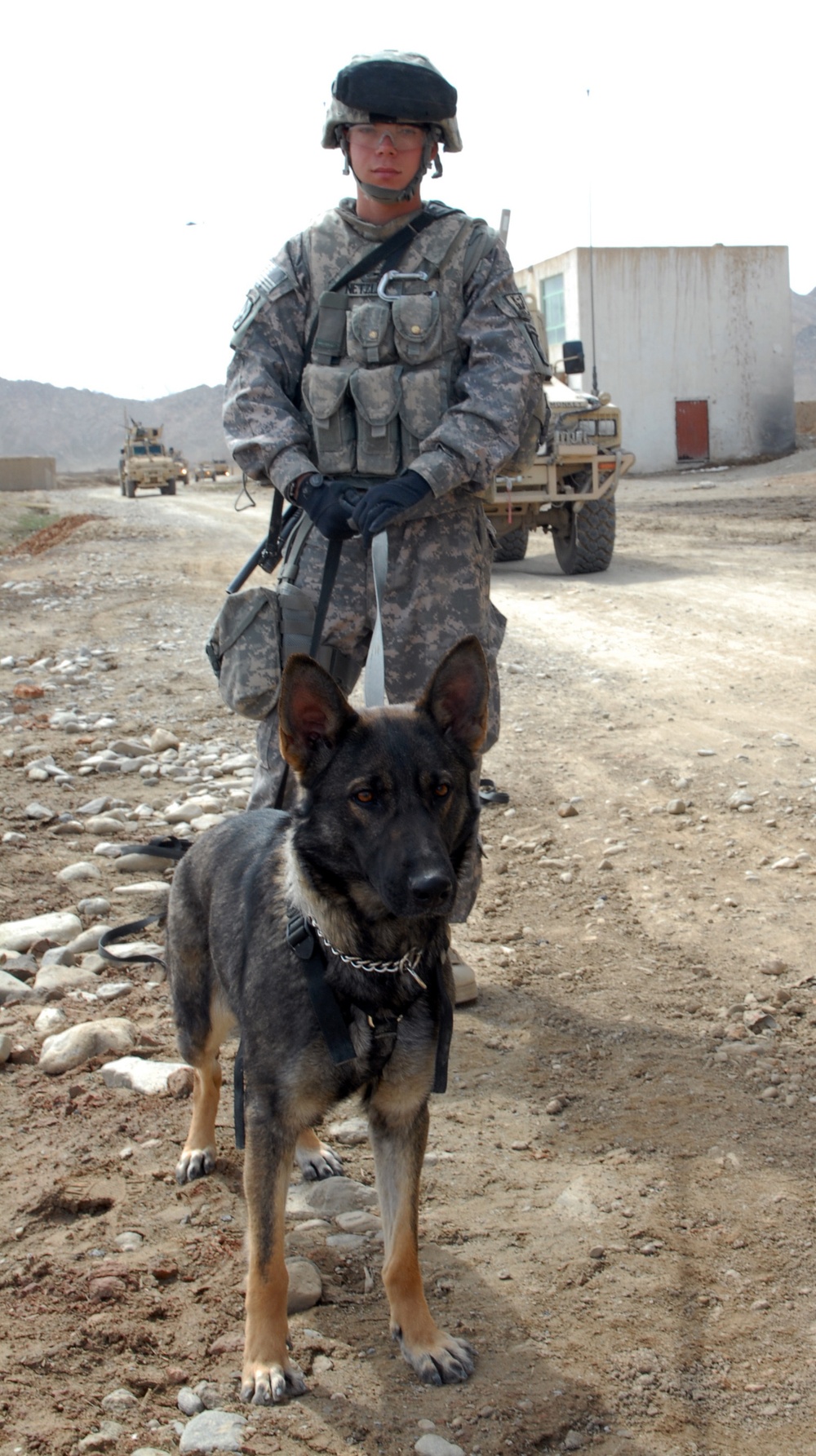 Lucky dog keeps soldiers safe, identifies improvised explosive devices