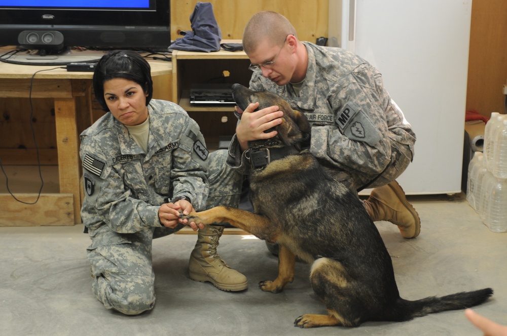 K-9 Training at Contingency Operating Base Speicher in Tikrit, Iraq