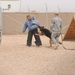 K-9 Training at Contingency Operating Base Speicher in Tikrit, Iraq