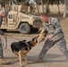 K-9 Patrol Training in Baghdad, Iraq