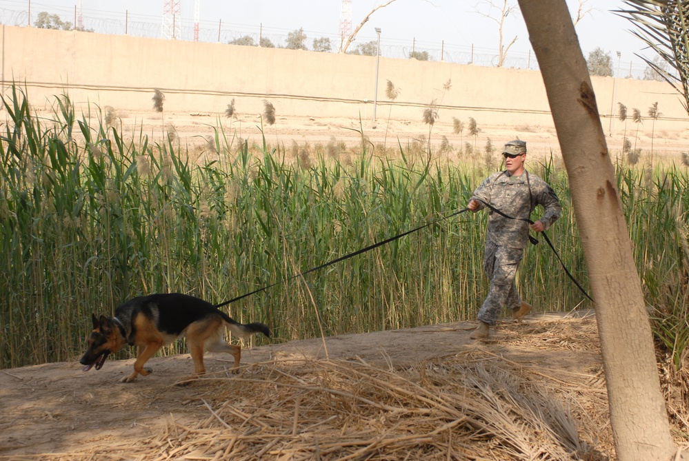 K-9 Patrol Training in Baghdad, Iraq