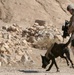 Four-legged Marines sniff to save lives