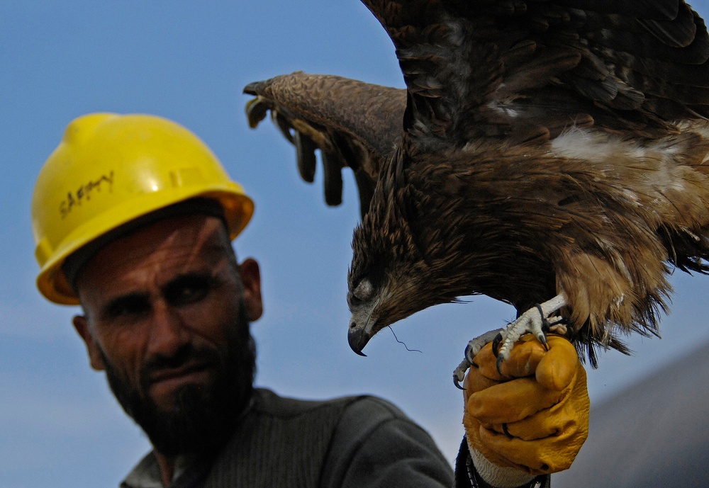 Safety experts spearhead effort to minimize bird strikes