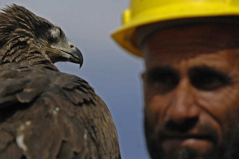 Safety experts spearhead effort to minimize bird strikes