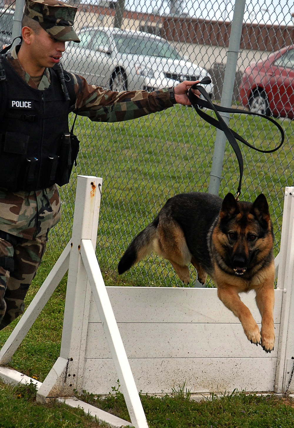 Navy working dogs