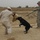 K-9 training at Forward Operating Base Echo