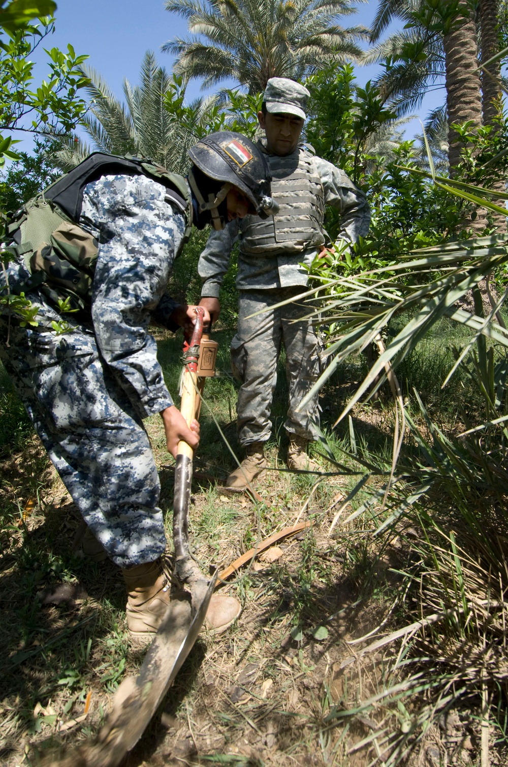 Palm grove search in Jazeera